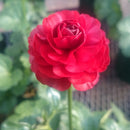 ラナンキュラスラックス　【ハデス】 1月上旬より順次発送