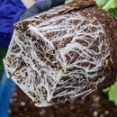 ラナンキュラスラックス　【ヘスティア】 1月上旬より順次発送