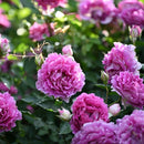 シェエラザード【ロサオリエンティス】12月下旬～1月頃発送