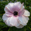 ラナンキュラスラックス　【ヘスティア】 1月上旬より順次発送