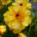 ラナンキュラスラックス　【ミネルバ】 1月上旬より順次発送