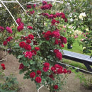 オデュッセイア【ロサオリエンティス】  12月下旬～1月頃発送