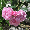 サント・ノーレ【デルバールローズ】12月下旬～1月頃発送