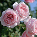 ナエマ【デルバールローズ】　 12月下旬～1月頃発送