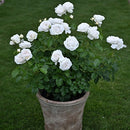 パブロワ【デルバールローズ】 新苗