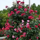 ギー・サヴォア【デルバールローズ】　12月下旬～1月頃発送