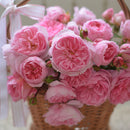 リュバン　NEW【河本バラ園】12月下旬～1月頃発送