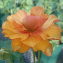 ラナンキュラスラックス　【ミノアン】 1月上旬より順次発送