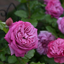 ローズ・ポンパドゥール【デルバールローズ】  12月下旬～1月頃発送