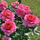 エスプリ・ドゥ・パリ【デルバールローズ】  12月下旬～1月頃発送