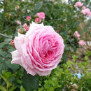 ジェームズ・ギャルウェイ【イングリッシュローズ】 12月下旬～1月頃発送