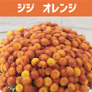 ガーデンマム ジジオレンジ