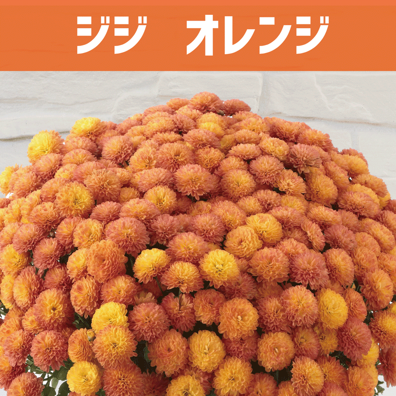ガーデンマム ジジオレンジ ガーデンマム ジジオレンジ