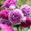 シェエラザード【ロサオリエンティス】12月下旬～1月頃発送