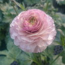 ラナンキュラスラックス　【アイオリア】　　3月上旬より順次発送