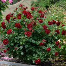 オマージュ・ア・バルバラ【デルバールローズ】　12月下旬～1月頃発送