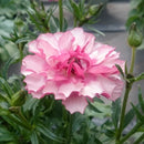 ラナンキュラスラックス　【リュキア】 1月上旬より順次発送