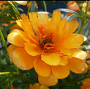 ラナンキュラスラックス　【ガラテア】 1月上旬より順次発送