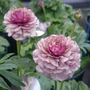 ラナンキュラスラックス　【アイオリア】　　3月上旬より順次発送