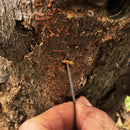 テッポウムシワイヤー　【カミキリムシの幼虫にDr.真島先生おすすめ】