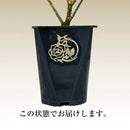 コリンクレイヴン  【ロサオリエンティス】　 12月下旬～1月頃発送