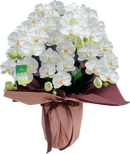 光触媒・造花胡蝶蘭　大輪５本立　誉（HOMARE）