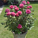 ヴィウーローズ【デルバールローズ】 新苗