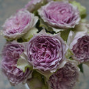 コフレ【河本バラ園】  12月下旬～1月頃発送