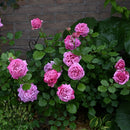 ローズ・ポンパドゥール【デルバールローズ】  12月下旬～1月頃発送