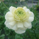 ラナンキュラスラックス　【グレーシス】 1月上旬より順次発送