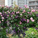 シャンテ・ロゼ・ミサト【デルバールローズ】　12月下旬～1月頃発送