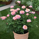 クロード・モネ【デルバールローズ】　新苗