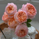 コンフィチュール　NEW【河本バラ園】新苗