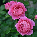 フラゴナール【デルバールローズ】  新苗