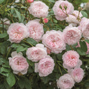 ジ・オルブライトン・ランブラー【イングリッシュローズ】 12月下旬～1月頃発送