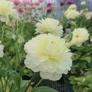 ラナンキュラスラックス　【ニノス】 1月上旬より順次発送