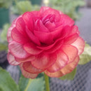 ラナンキュラスラックス　【ハデス】 1月上旬より順次発送