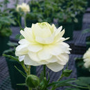 ラナンキュラスラックス　【グレーシス】 1月上旬より順次発送