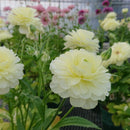 ラナンキュラスラックス　【ニノス】 1月上旬より順次発送