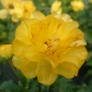 ラナンキュラスラックス　【アルテミス】 1月上旬より順次発送