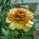 ラナンキュラスラックス　【サティロス】 1月上旬より順次発送