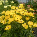 ラナンキュラスラックス　【アルテミス】 1月上旬より順次発送