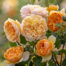 ブリング・ミー・サンシャイン【イングリッシュローズ】  12月上旬頃発送