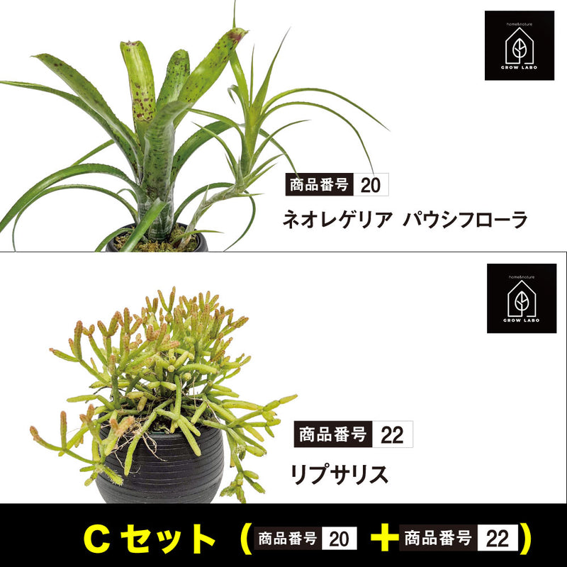GROW LABO観葉植物組み合わせセット