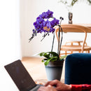 ブルージーン／Blue Gene 【世界初の青い胡蝶蘭】