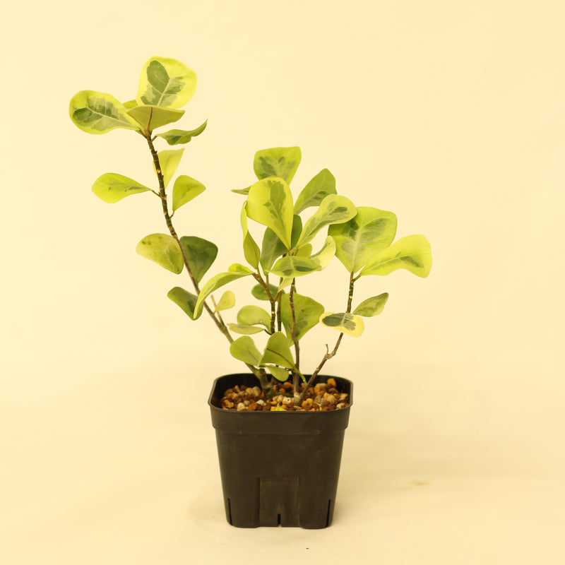 フィカス・トライアンギュラリス／Ficus triangularis
