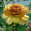 ラナンキュラスラックス　【サティロス】 1月上旬より順次発送