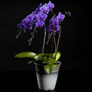 ブルージーン／Blue Gene 【世界初の青い胡蝶蘭】