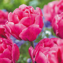 ダブルアローサ／Tulip Double Arosa