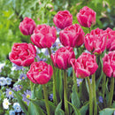 ダブルアローサ／Tulip Double Arosa